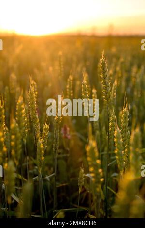 Green ears of wheat at sunset. Unripe crop. Agriculture. Cultivation of wheat. Stock Photo