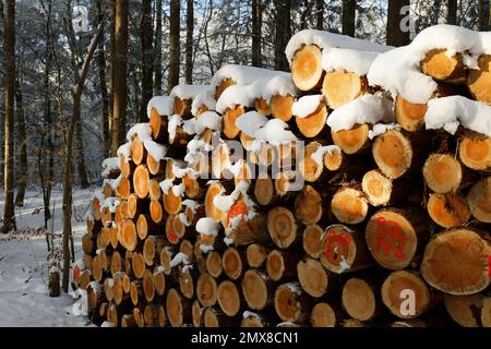 Stacked felled trees in the forest. Cross section of tree trunks, wood background. Logging timber wood industry Stock Photo