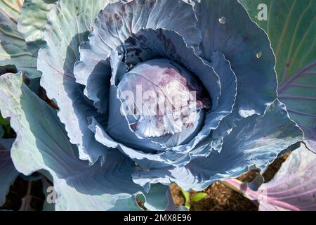 Purple Cabbage Close-up in Field. A purple cabbage ready for harvest in the field. Stock Photo