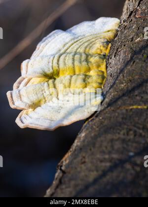 Trametes versicolor fungus, known as turkey tail, growing on a rotten log. Stock Photo