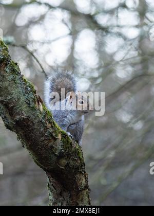 An eastern grey squirrel, Sciurus carolinensis, also known as just grey squirrel, sitting on a moss covered tree branch. Stock Photo