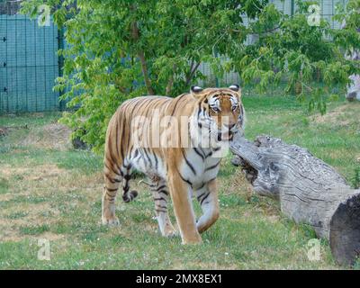 Siberian tiger at Oradea Zoo, Romania. Feline Stock Photo