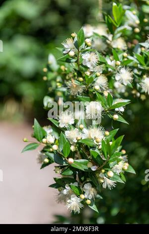 Close up of common myrtle (myrtus communis) flowers in bloom Stock Photo