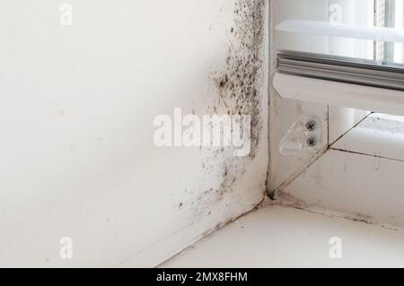 Black mold on the window slope, plastic window with condensation. The problem of wall freezing in winter. Stock Photo