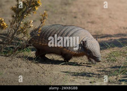 Armadillo in desert environment, Peninsula Valdes, Unesco World Heritage Site,Patagonia, Argentina. Stock Photo