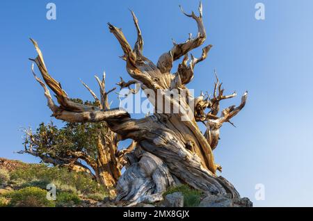 Bristlecone pine trees shown at the Ancient Bristlecone Pine Forest in California, United States. Stock Photo