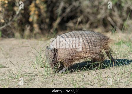 Armadillo in desert environment, Peninsula Valdes, Unesco World Heritage Site,Patagonia, Argentina. Stock Photo