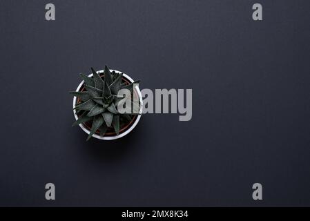 Minimal green plant in a small pot on black work desk. Flay flat, top view, copy space. For background, copy and product presentation Stock Photo