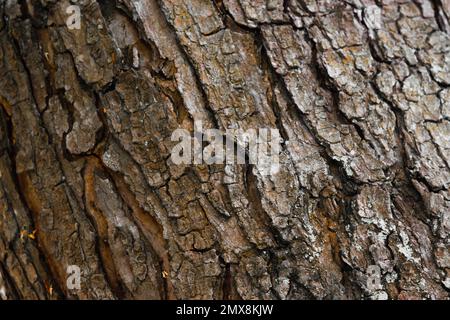 Tree bark - texture Stock Photo