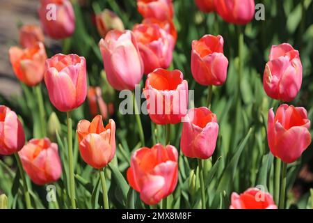 Fort Worth Botanic Garden, Texas Stock Photo