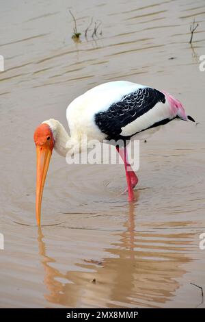 painted stork, Buntstorch, Tantale indien, Mycteria leucocephala, hindu gólya, Yala National Park, Srí Lanka, Asia Stock Photo