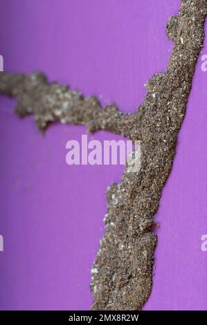 Sand tunnel made by termites on house wall close up view Stock Photo