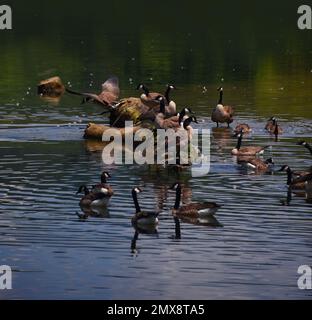 Large group of Canadian Geese rest, swim and fly around a log in the South Holston River at the Osceola Island Recreation Area, near Bristol, Tennesse Stock Photo