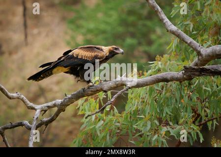 Wedge-tailed Eagle - Aquila audax largest bird of prey in Australia, also found in New Guinea and Tasmania, brown strong hunter ranging from desert to Stock Photo