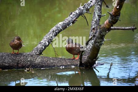 Two Mallard Ducks, male and female, rest on a submerged log on Steele Creek Lake, Steele Creek Lake Park, Bristol, Tennessee. Stock Photo