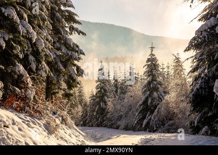 Winter landscape of Beskid Mountains in Poland, coniferous forest with spruces and pine trees covered with fresh white snow, warm sunlight and mist. Stock Photo
