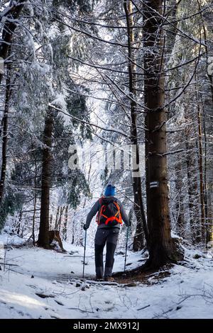 Man with a backpack hiking in snowy forest in Beskid Mountains in winter in Poland, black trail marking sign painted on a tree. Stock Photo