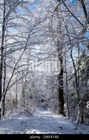 Black hiking trail through snowy forest in Beskid mountains in Poland, trees covered with fresh snow, black trail marking painted in the tree trunk. Stock Photo
