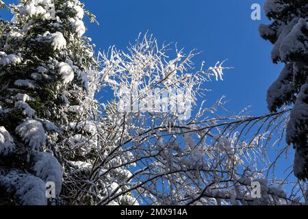 Deciduous tree branches and fir tree covered with fresh heavy snow against clear blue sky, Beskid Mountains, Poland. Stock Photo