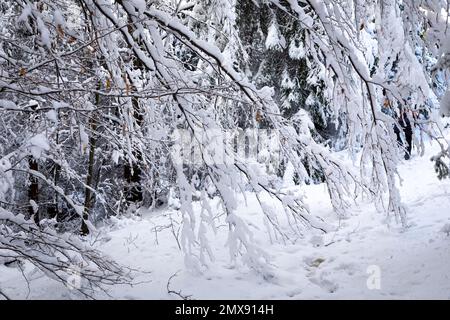 Tree branches covered with fresh white snow in the forest in Beskid Mountains, Poland. Stock Photo