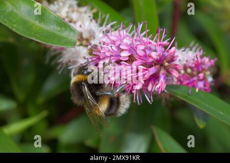 Fluffy yellow and black striped bumble bee searching for nectar on a beautiful pink flower in the summer sunshine. Stock Photo