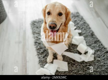 Golden retriever dog playing with toilet paper in bathroom on floor and looking at camera. Purebred doggy pet making mess with tissue paper at lavator Stock Photo