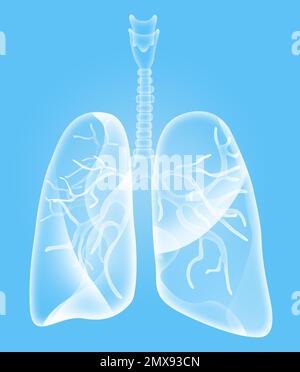 Illustration of human lungs on light blue background Stock Photo