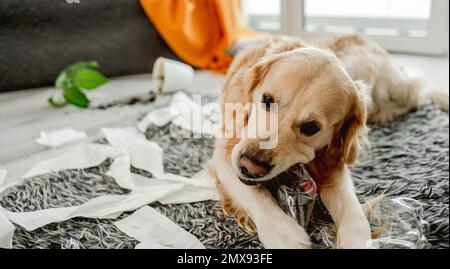 Golden retriever dog rolled in toilet paper in living room playing. Purebred doggy pet making mess with tissue paper at home Stock Photo