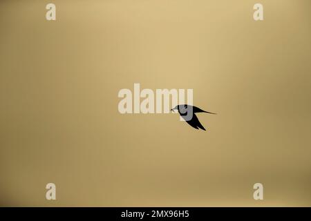 Common tern Sterna hirundo adult bird in flight carrying a fish in its beak at sunset. Stock Photo