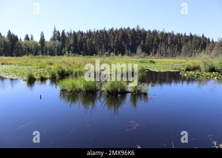 Beaver Lake Stanley Park Vancouver Stock Photo