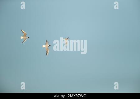Common tern Sterna hirundo adult bird in flight carrying a fish in its beak being chased by two Black-headed gulls Stock Photo