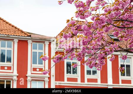 Pink cherry blossoms against red houses in Bergen, Norway Stock Photo
