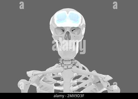 Artificial human skeleton model on grey background. Medical scan of brain Stock Photo