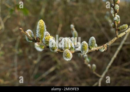 Weide Kätzchen, Salix mit zartem Flaum im Frühjahr Stock Photo