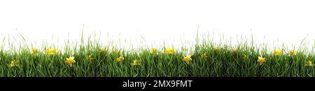 Fresh green grass and flowers on white background, banner design. Spring season Stock Photo