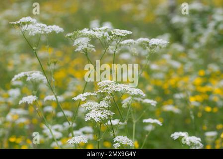 Cow Parsley (Anthriscus sylvestris) and Meadow Buttercup (Ranunculus acris) group in the background flowering in a meadow Stock Photo