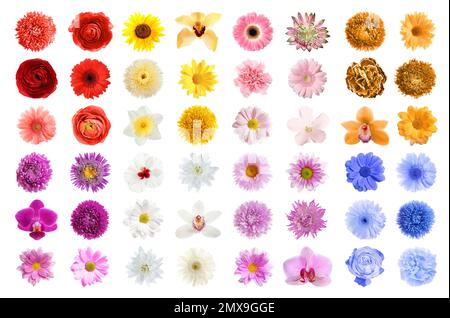 Set of different beautiful flowers on white background Stock Photo