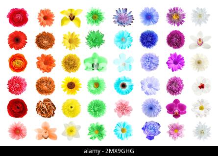 Set of different beautiful flowers on white background Stock Photo