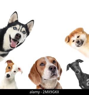 Set with different cute dogs on white background. Adorable pets Stock Photo