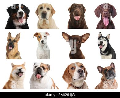 Set of different dogs on white background Stock Photo