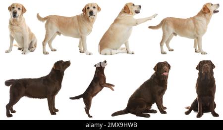 Set of labrador dogs on white background Stock Photo