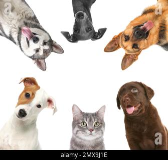 Set with different cute pets on white background Stock Photo