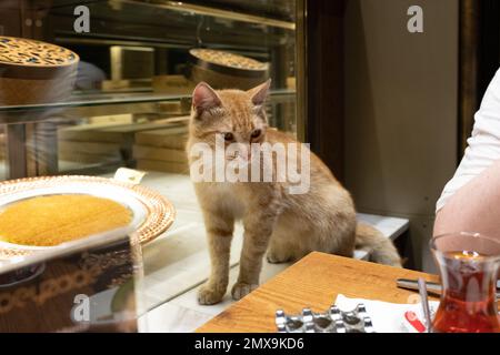Street cat in Istanbul looking on hopefully at sweet food served on an outside table - Istanbul, Turkey Stock Photo