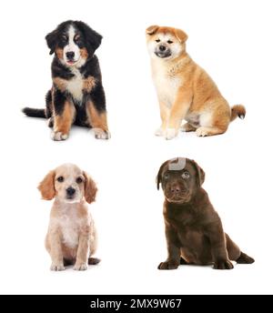 Collage with adorable puppies on white background. Baby animals Stock Photo