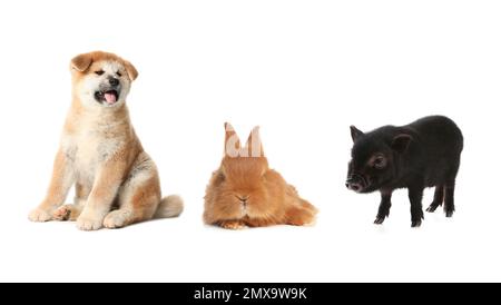 Collage with different adorable baby animals on white background Stock Photo