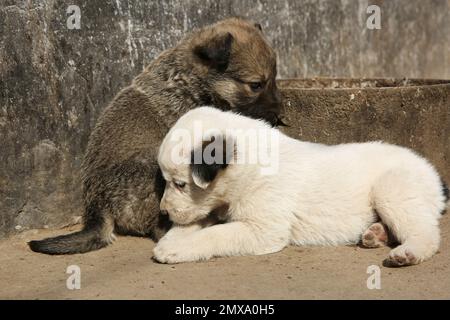 Stray puppies playing outdoors on sunny day. Baby animals Stock Photo