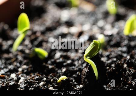Young seedlings growing in fertile soil, closeup Stock Photo
