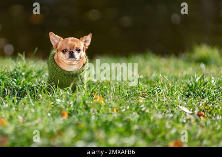 Sad little chihuahua dog sitting on green grass wearing green knitted sweater at summer nature in cold weather Stock Photo