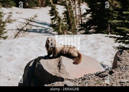A marmot perched on a rock in Paradise, Mt Rainier National Park Stock Photo