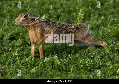 European hare (Lepus europaeus) stretching, Seewinkel, Burgenland, Austria Stock Photo